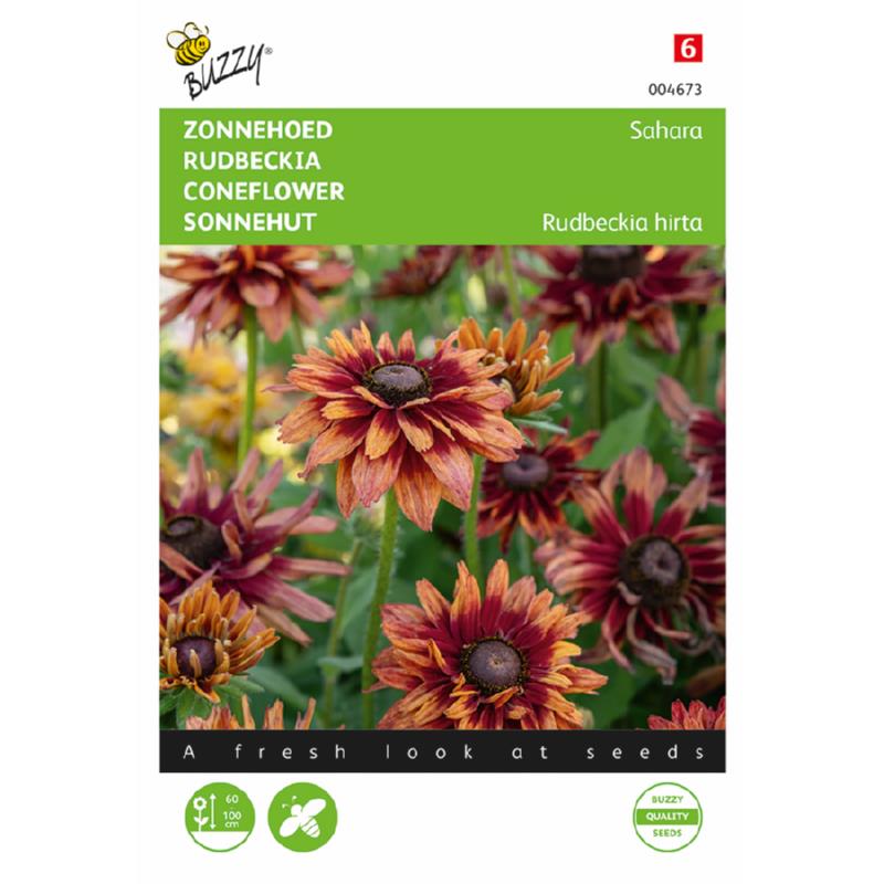 Buzzy® Coneflower Sahara