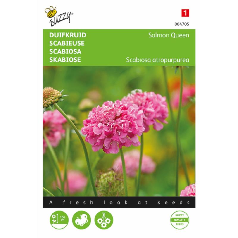 Buzzy® Scabiosa Salmon Queen