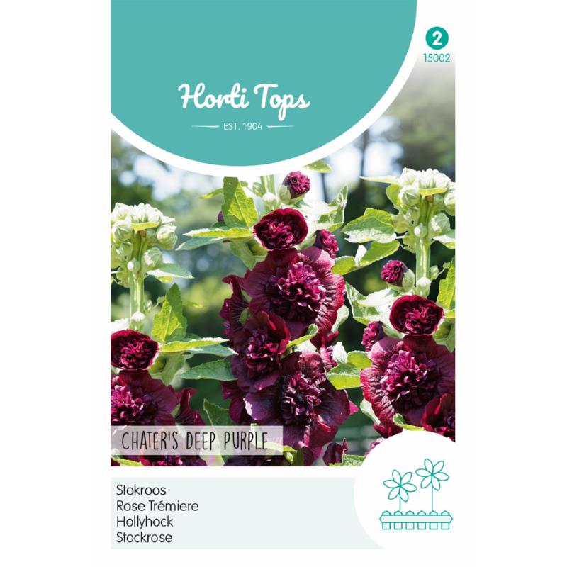 HT Althaea, Stokroos Chater's Deep Purple