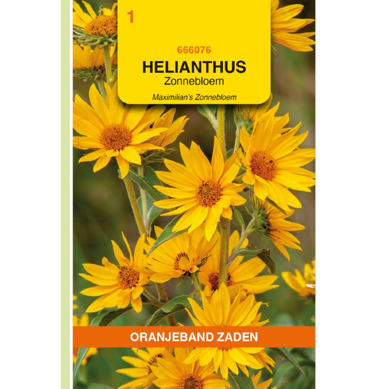 Oranjeband® Helianthus Maximilian