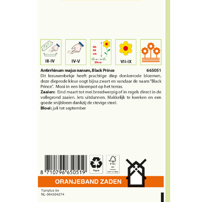 Oranjeband® Antirrhinum Black Prince