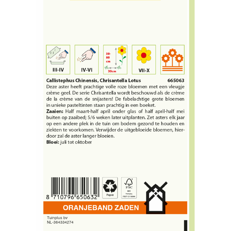 OBZ Callistephus, Aster Chrisantella Lotus