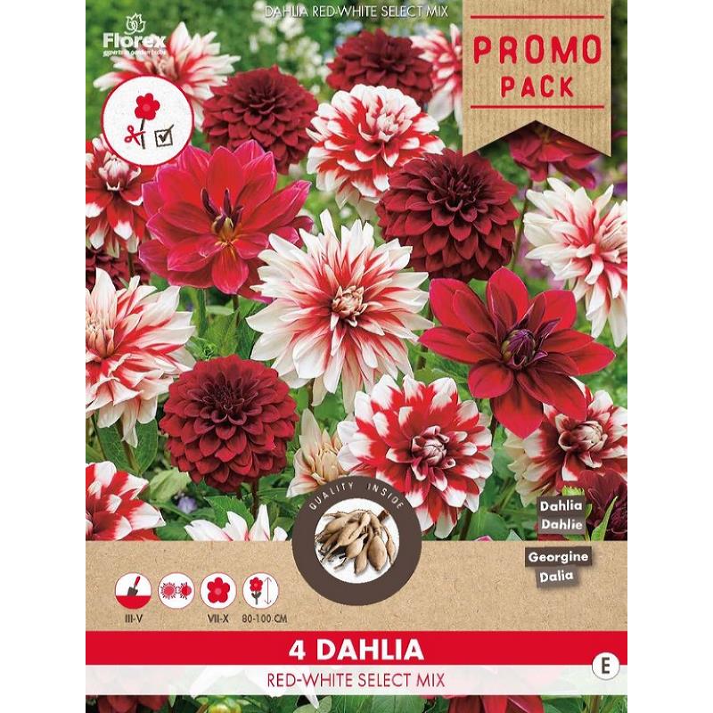 Dahlia Red/White- Select mix 4st.