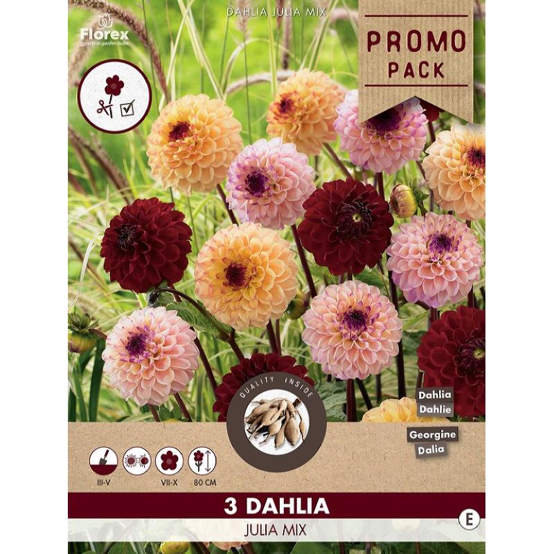 Dahlia Pompon Julia Mix 3pcs.