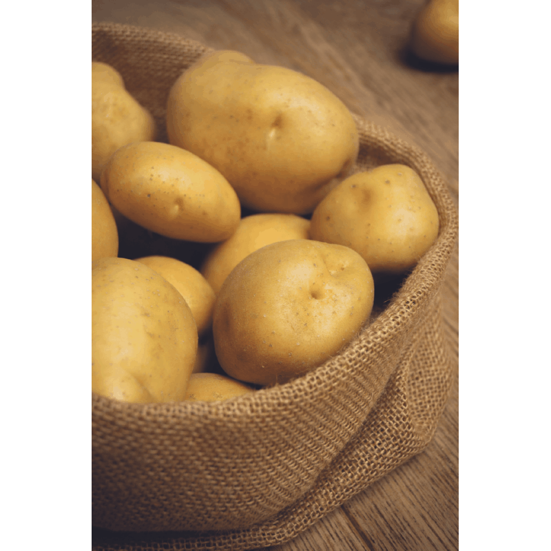 Oranjeband® Seed potato Soltastic F1 - SOLHY012