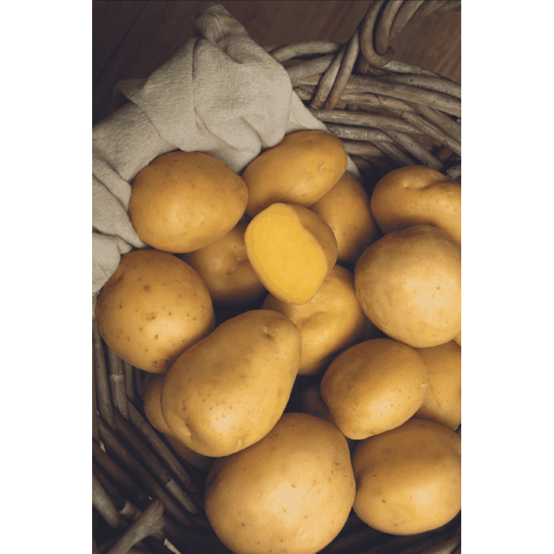 Oranjeband® Seed potato Soltastic F1 - SOLHY012