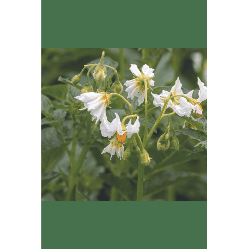 Oranjeband® Seed potato Soltastic F1 - SOLHY012