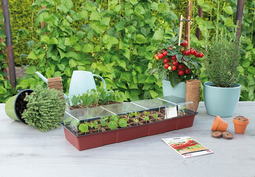 SOGO Display Greenhouse + 30pots (26st)