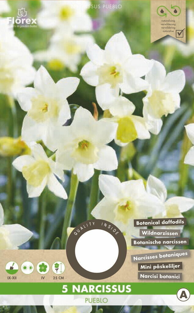 Narcis Botanisch Pueblo 10/11 5st.