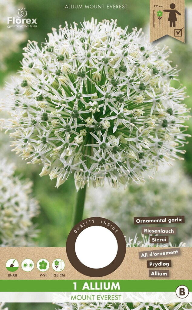 Allium Mount Everest 18/20  1pc.
