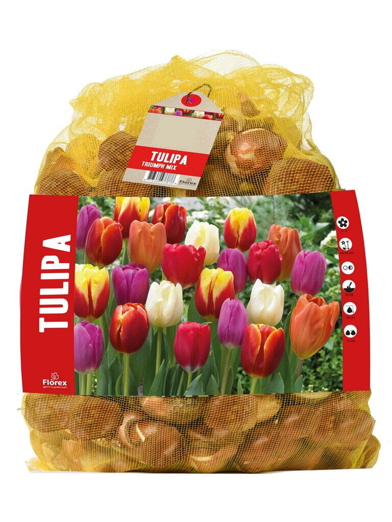Salespackage Tulips mixed 10/11 50pcs.