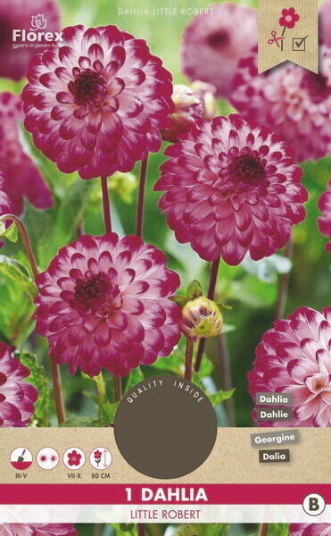 Dahlia Pompon Little Robert Pink/white 1pc