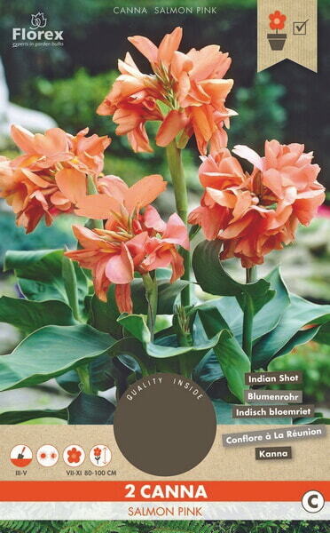 Canna Salmon Pink 1pcs.