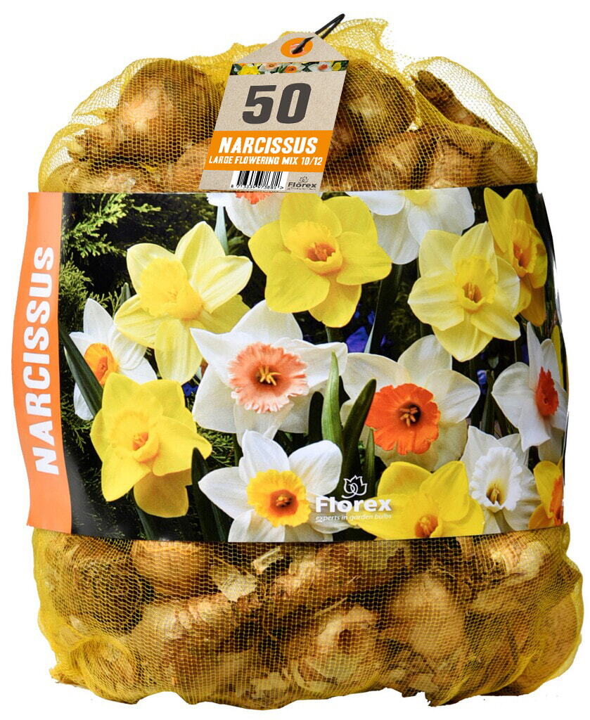 Salespackage Narcissus mixed 10/12 50st.