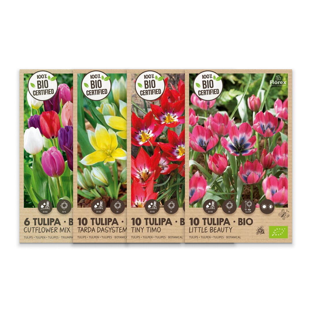 Cassette pakket Organic Tulp 4x15st.
