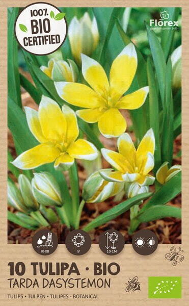 Bio Tulp Dasystemon 6/7 10 pcs