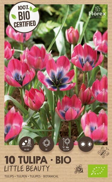 Bio Tulp Little Beauty 5/+ 10st.