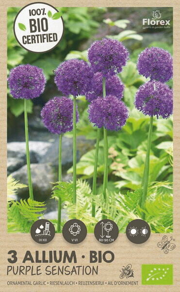 Bio Allium Purple Sensation 10/12 3st.
