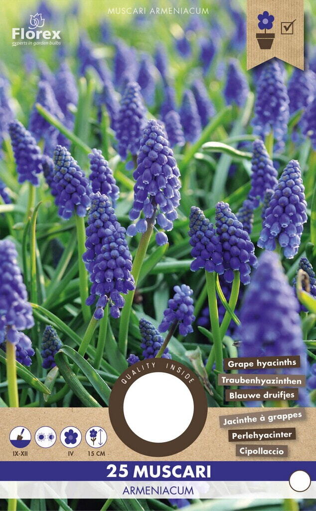 Muscari Armeniacum  8/9 25st.
