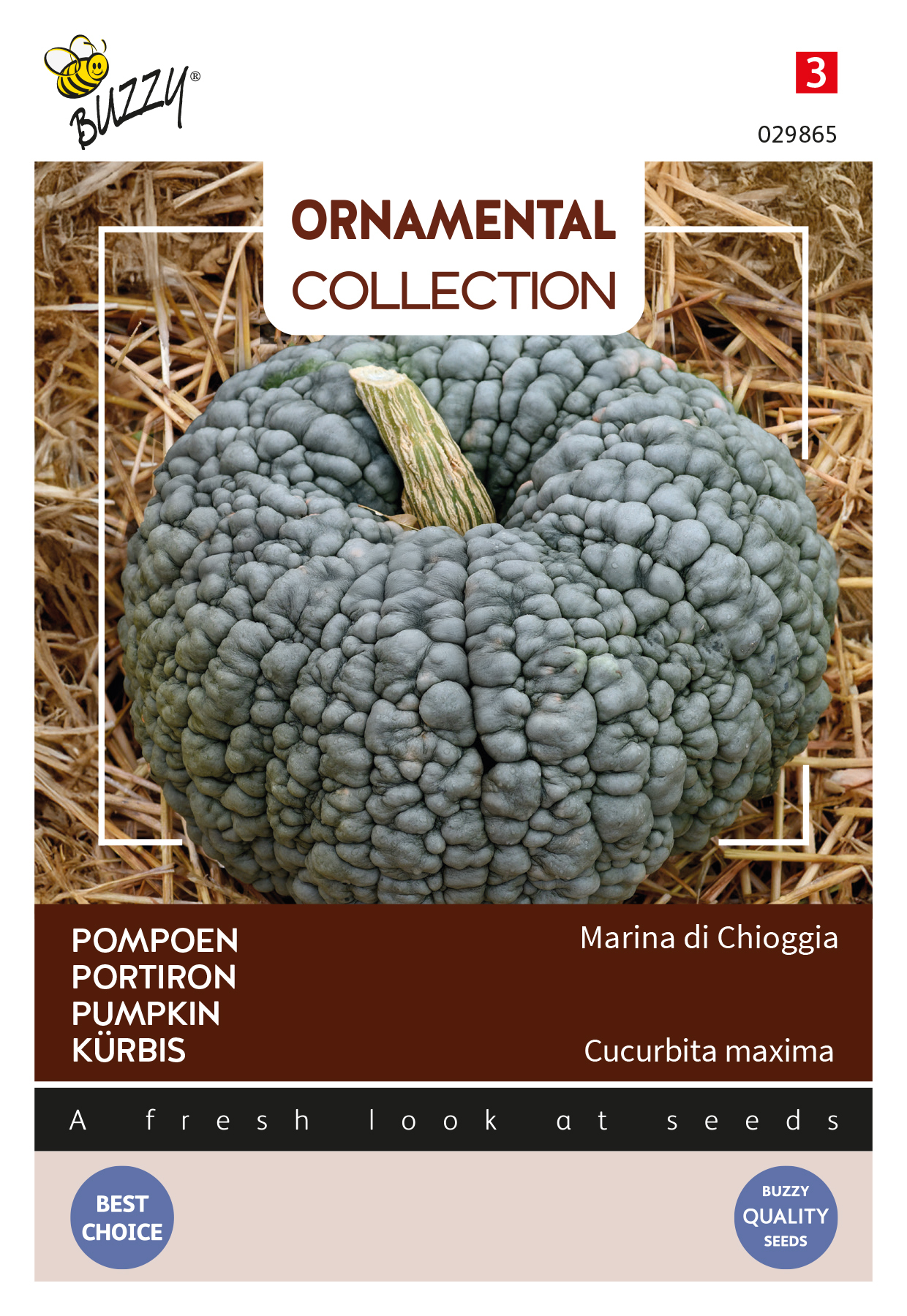 Buzzy® Ornamental Pumpkin Marina di Chioggia