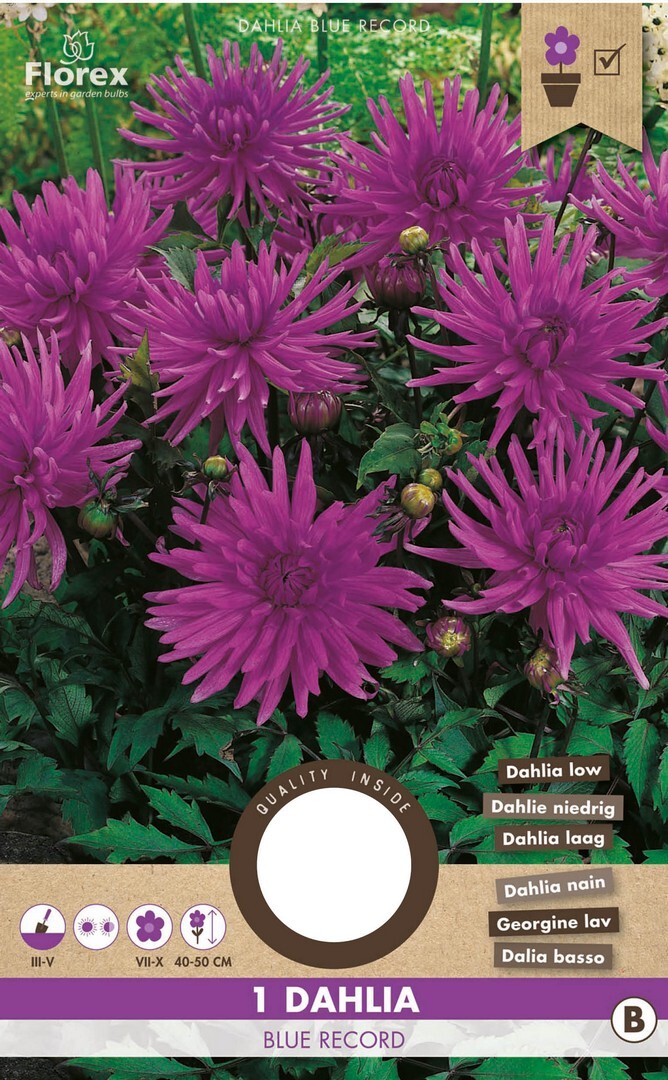 Dahlia Cactus Blue Record 1st.
