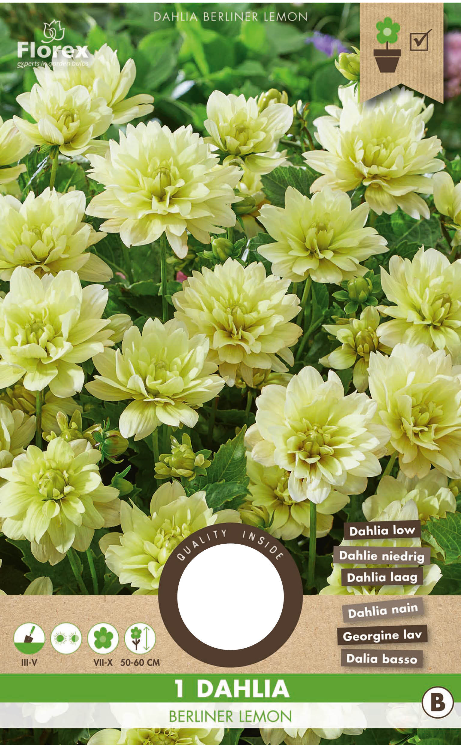 Dahlia Decorative Berliner Lemon 1pc.