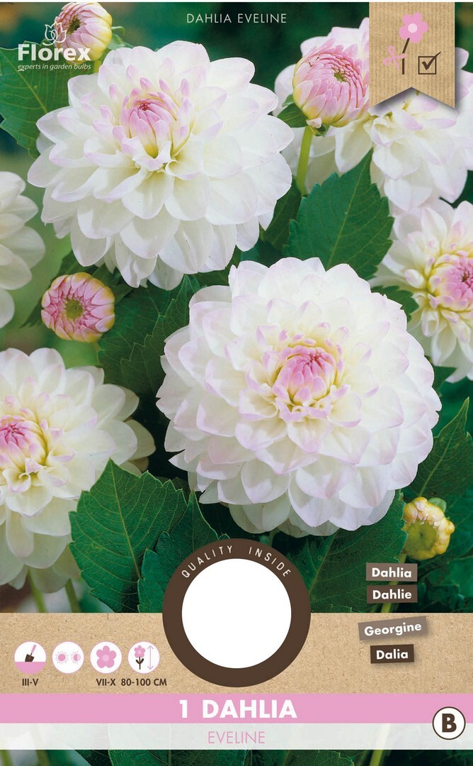 Dahlia Pompon Eveline 1pc.
