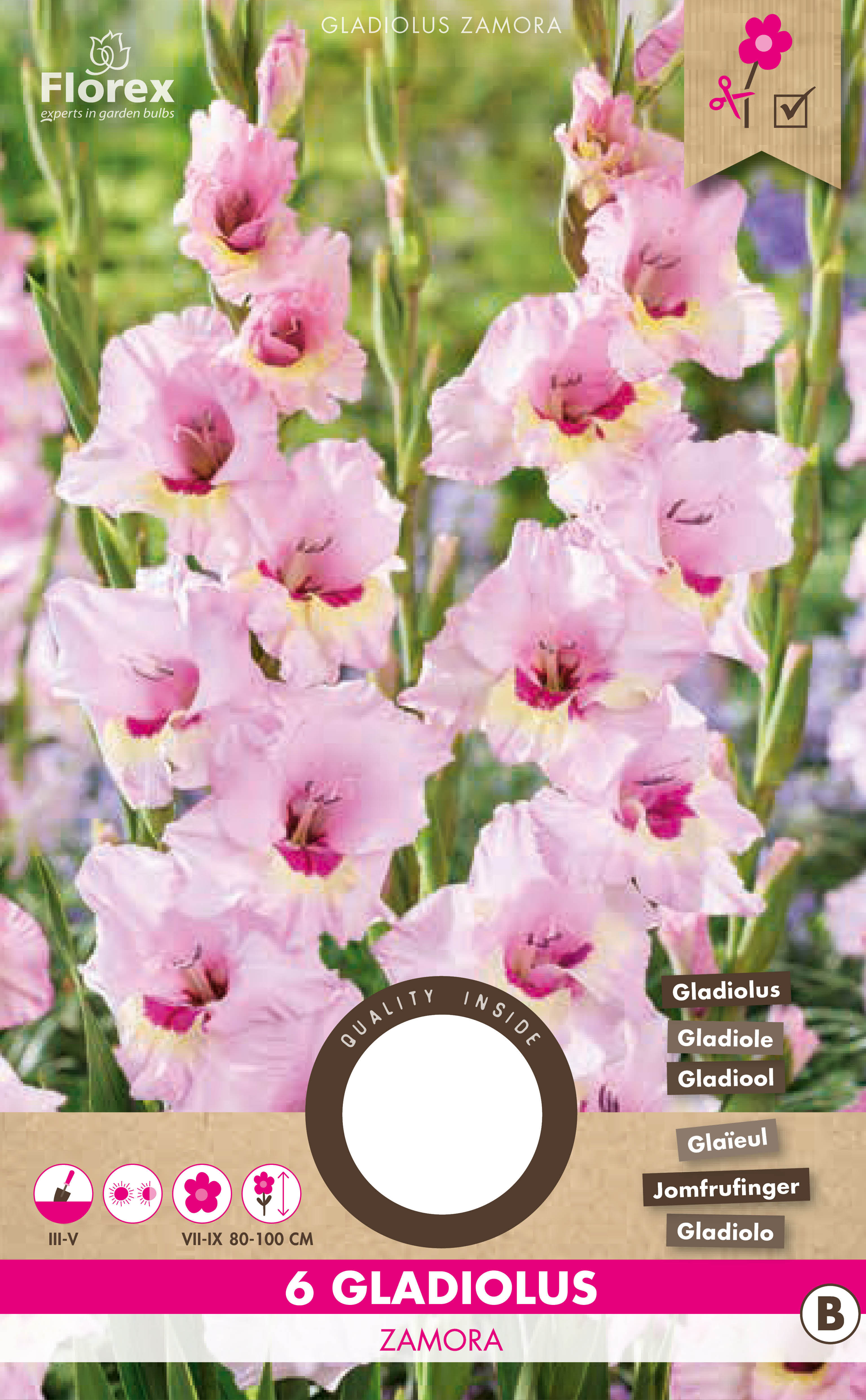 Gladiool Zamora 6st.