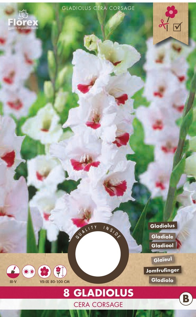 Gladiolus Cera Corsage (Fiorentina) 8pcs.