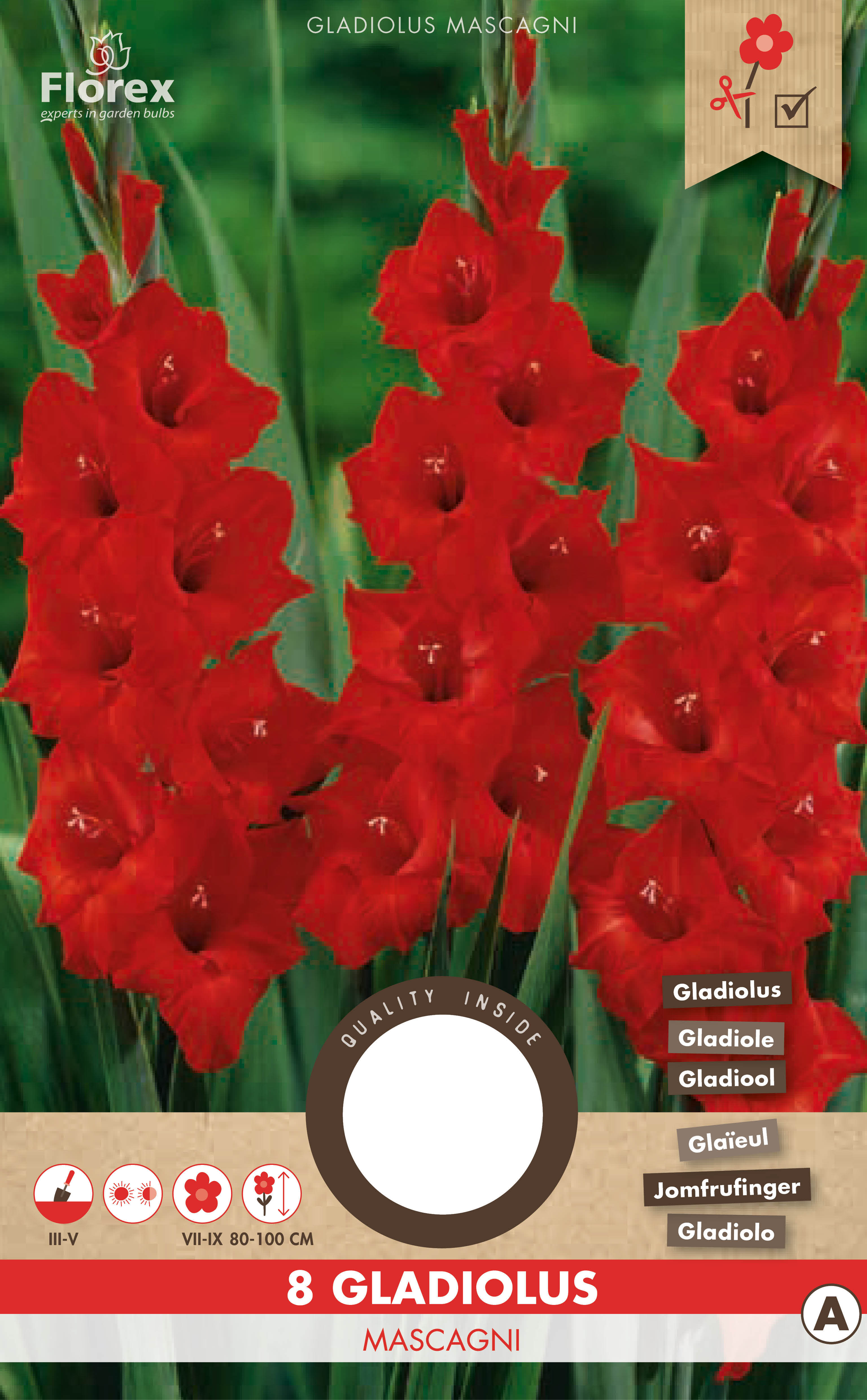 Gladiolus Mascagni Red 8pcs.