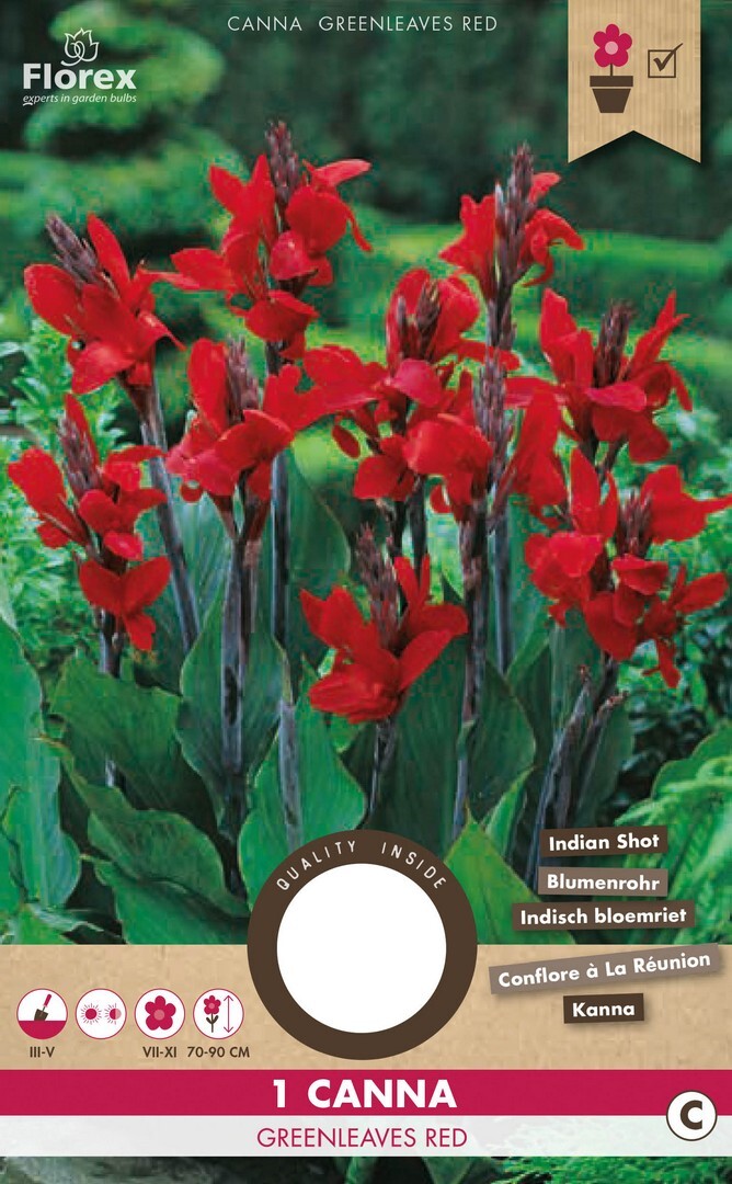 Canna Greenleaved Red 1pcs.