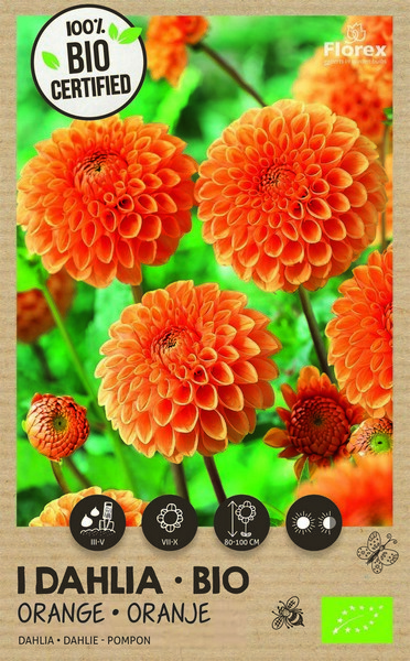 Bio Dahlia Pompon Orange 1pc.