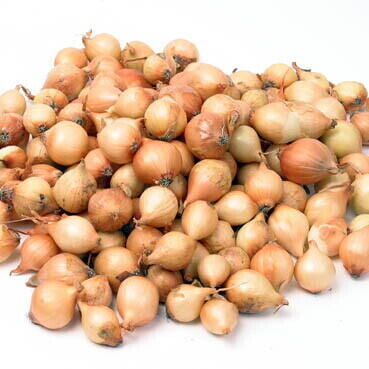 Plantuien Bio Stuttgarter Riesen 250g