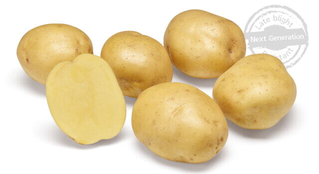 Seed Potatoes Bio Twister 1kg