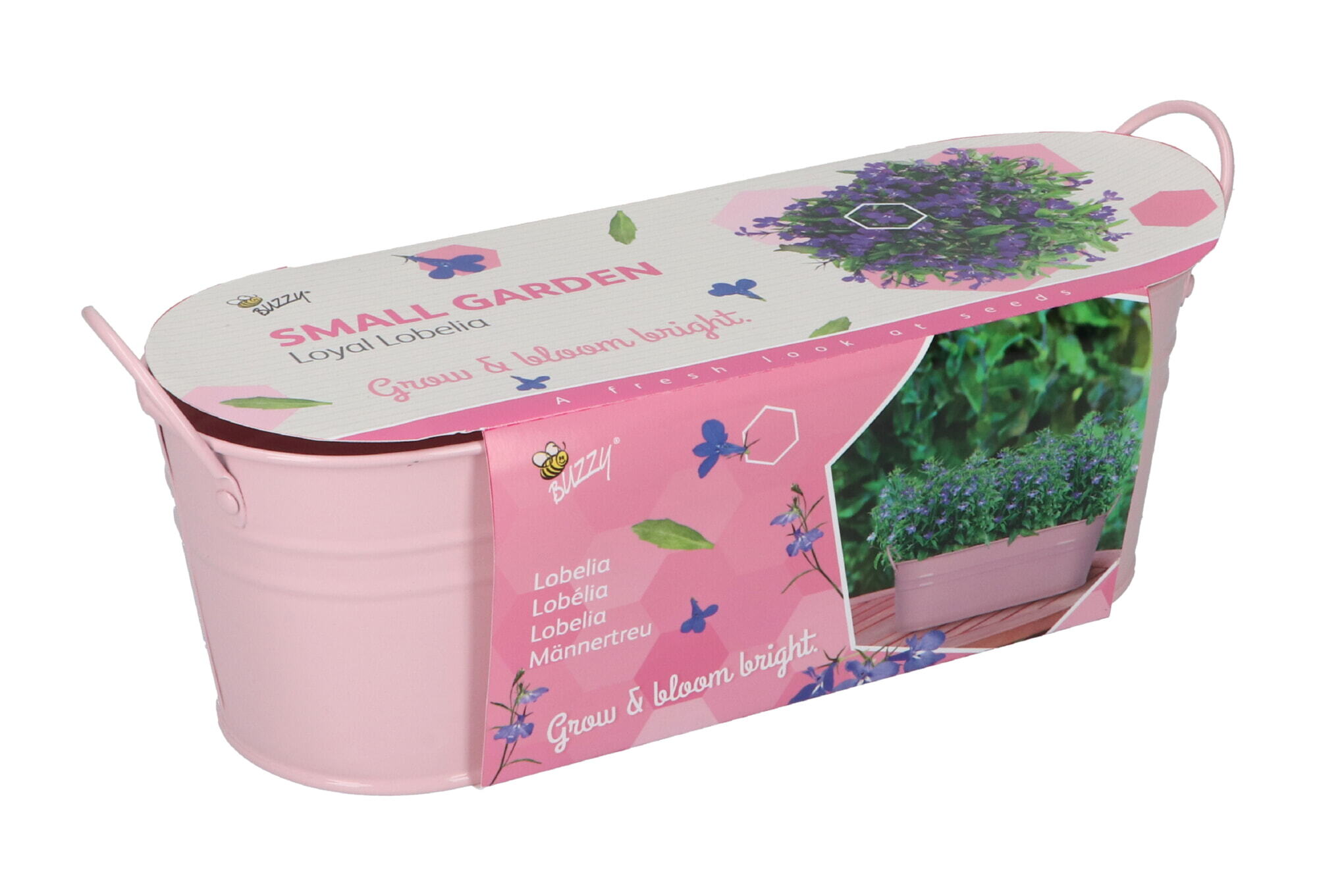 Buzzy® Small Garden Loyal Lobelia