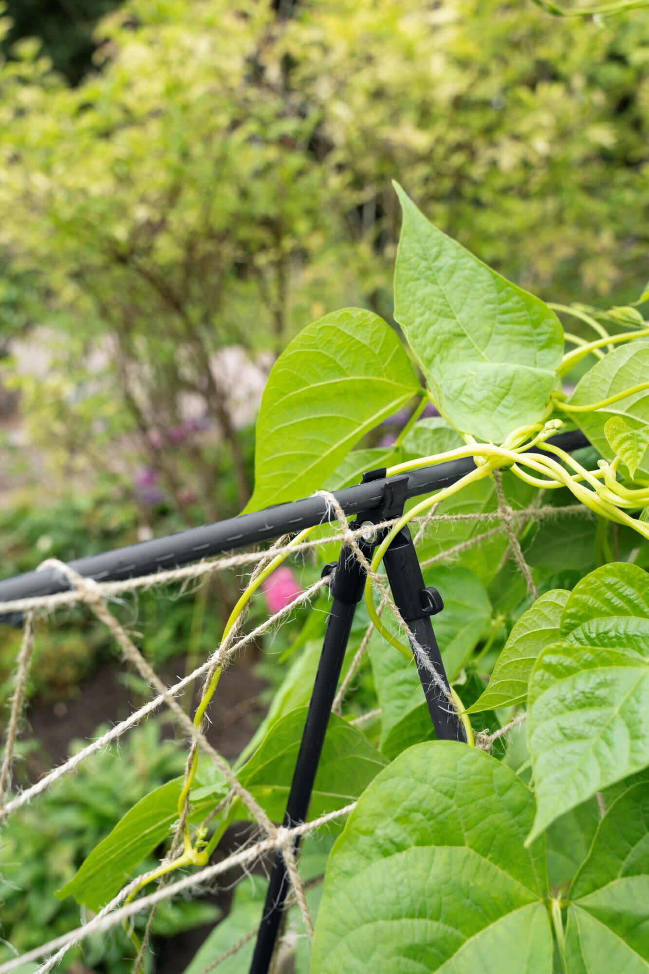 SOGO Trellis set with jute net 180cm