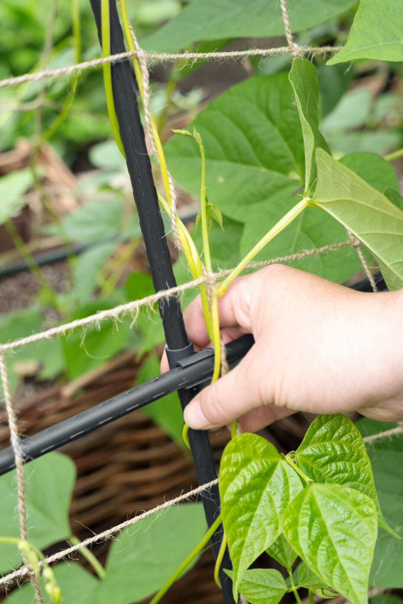 SOGO Trellis set with jute net 180cm