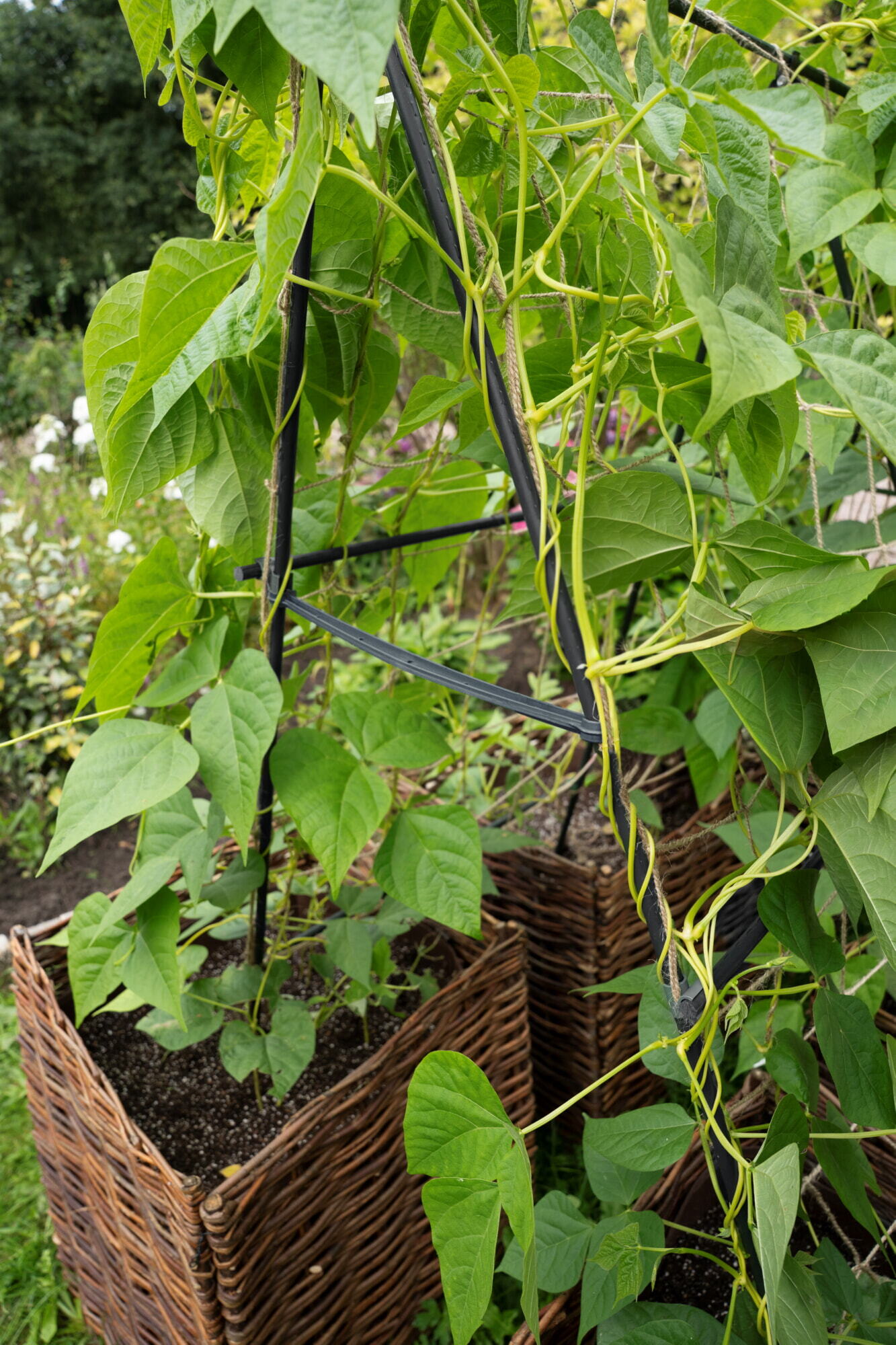 SOGO Trellis set with jute net 180cm