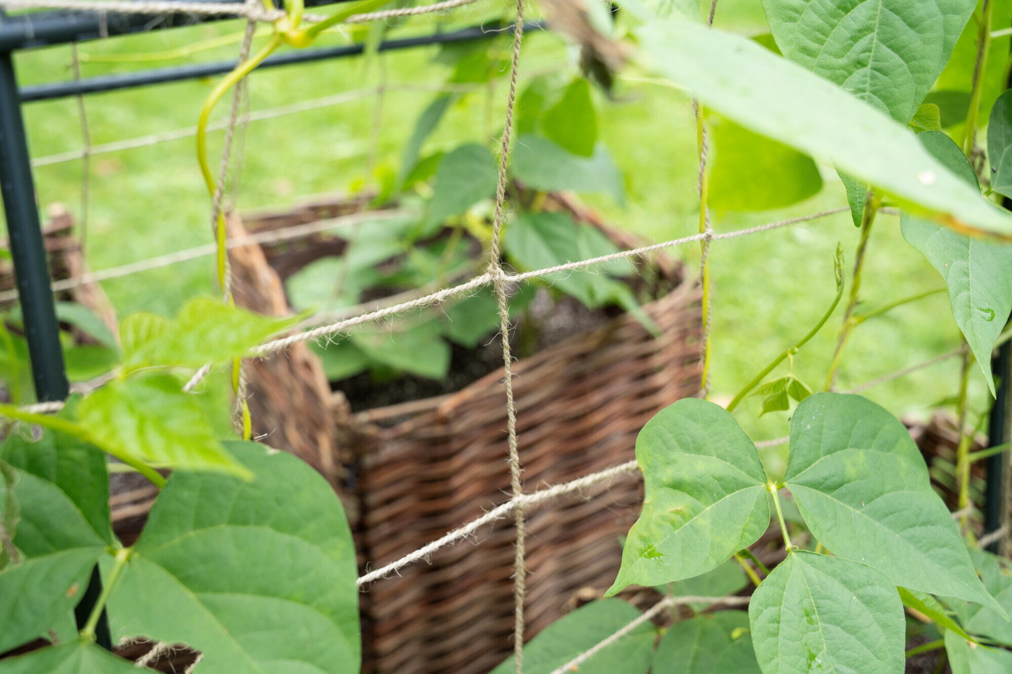 SOGO Trellis set with jute net 180cm