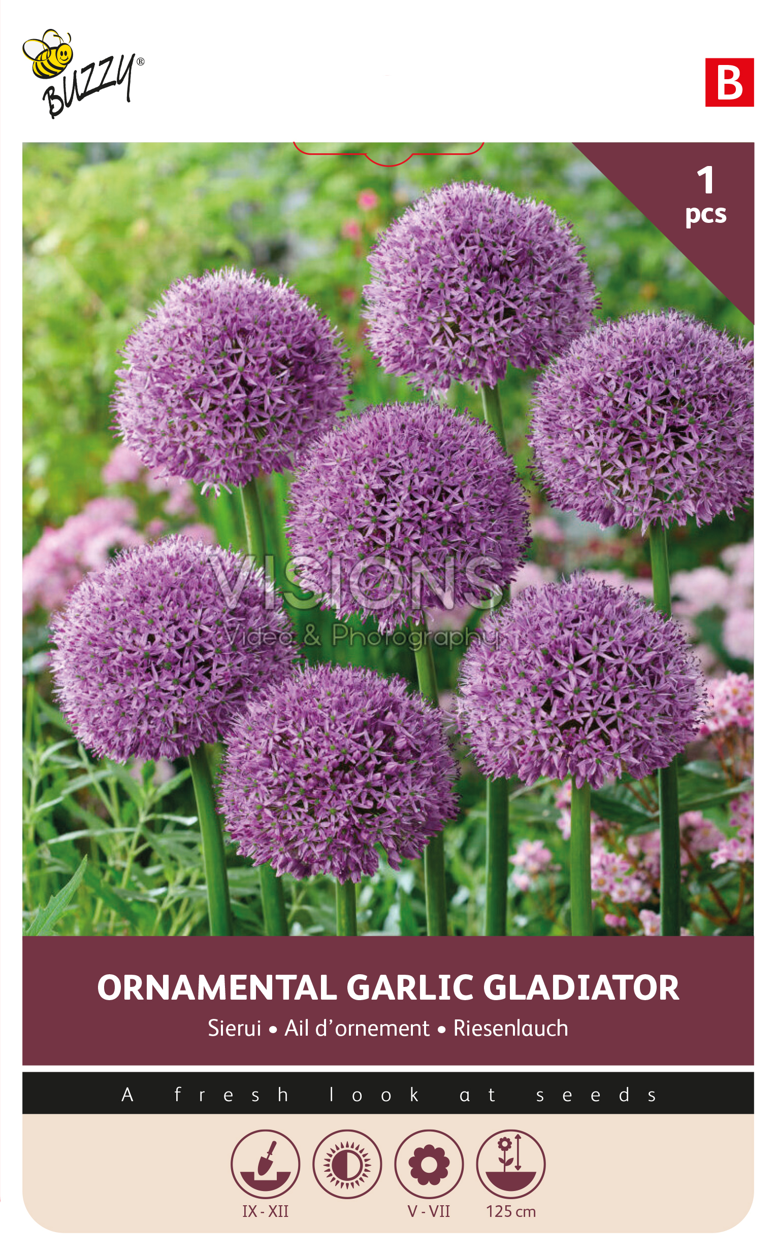 Buzzy® Bulbs Allium Gladiator 18/20  1pc.