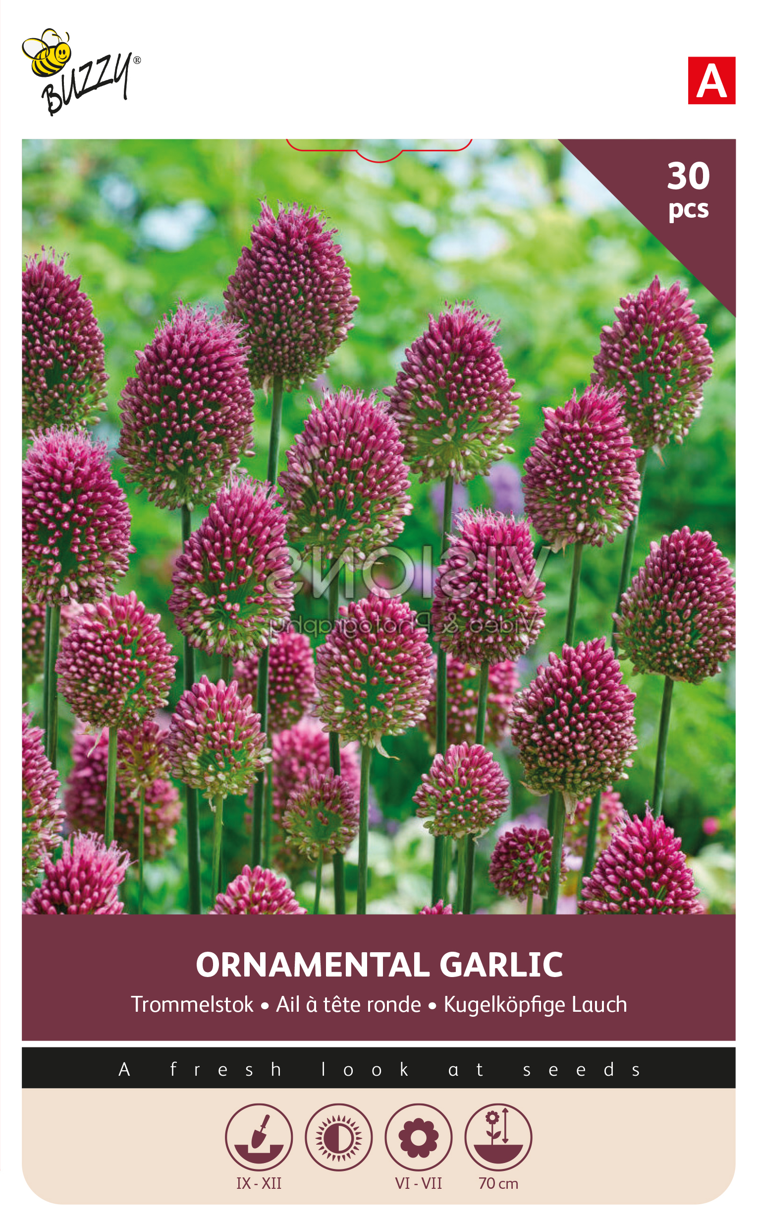 Buzzy® Bulbs Allium Sphaerocephalum 5/6