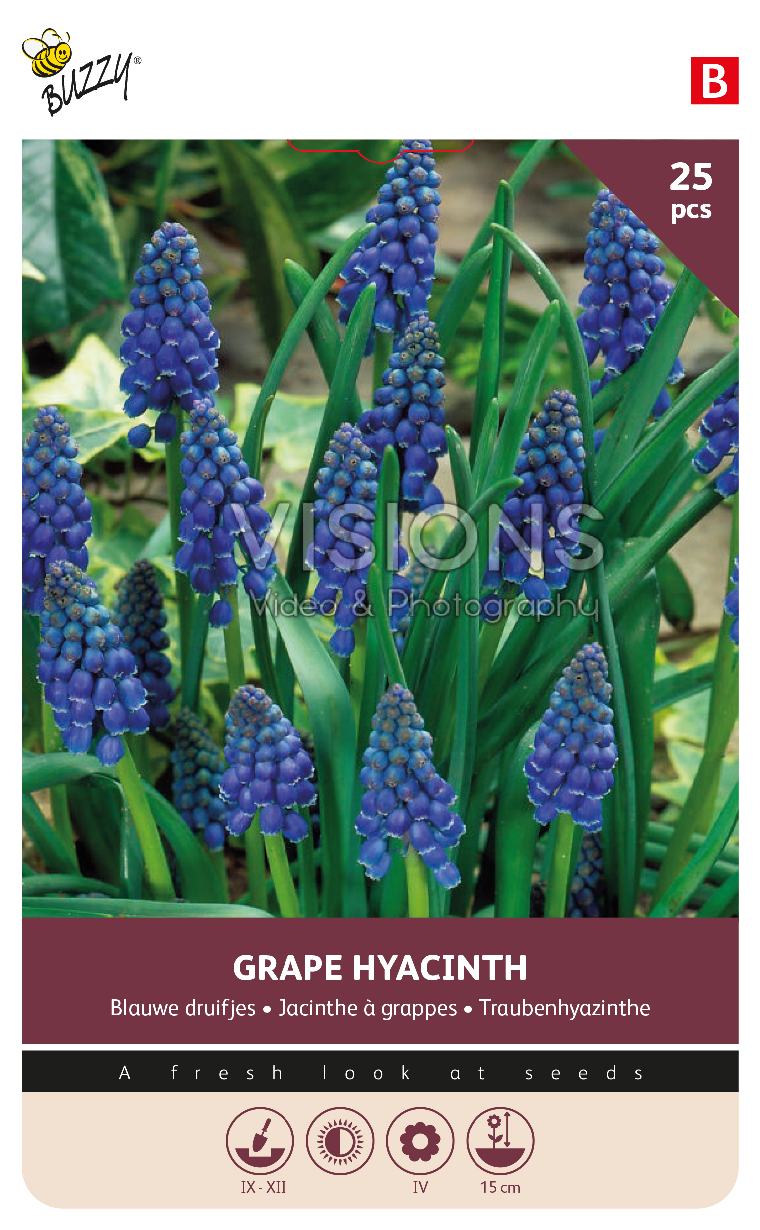 Buzzy® Bulbs Muscari Armeniacum 8/9 25st.