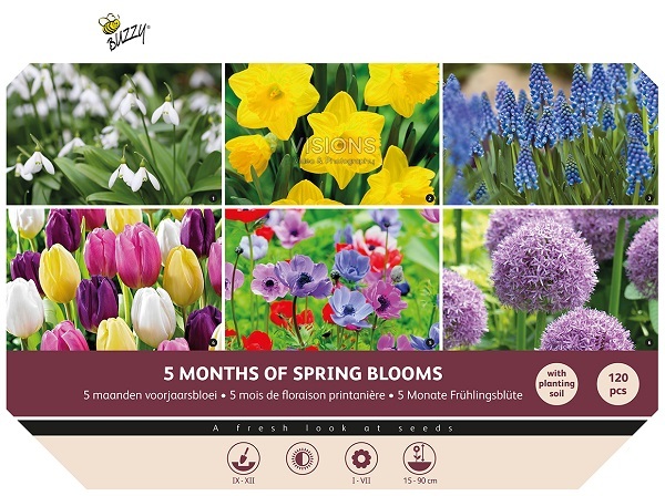 Buzzy® Bulbs Big Box -  5 Months of Flowers