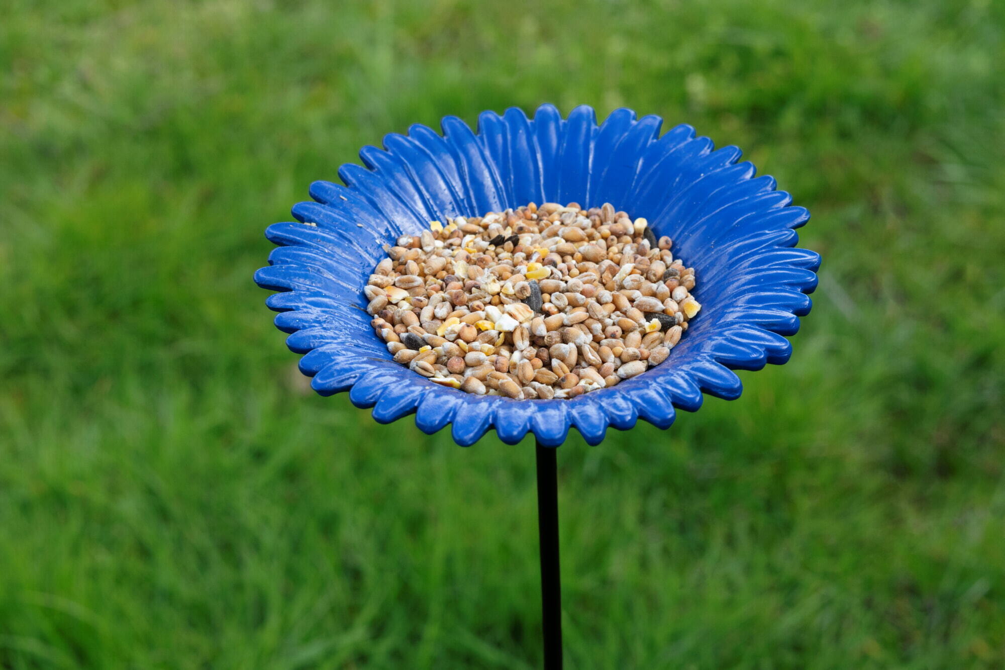 Bûten Gift Feeder Stake Cornflower