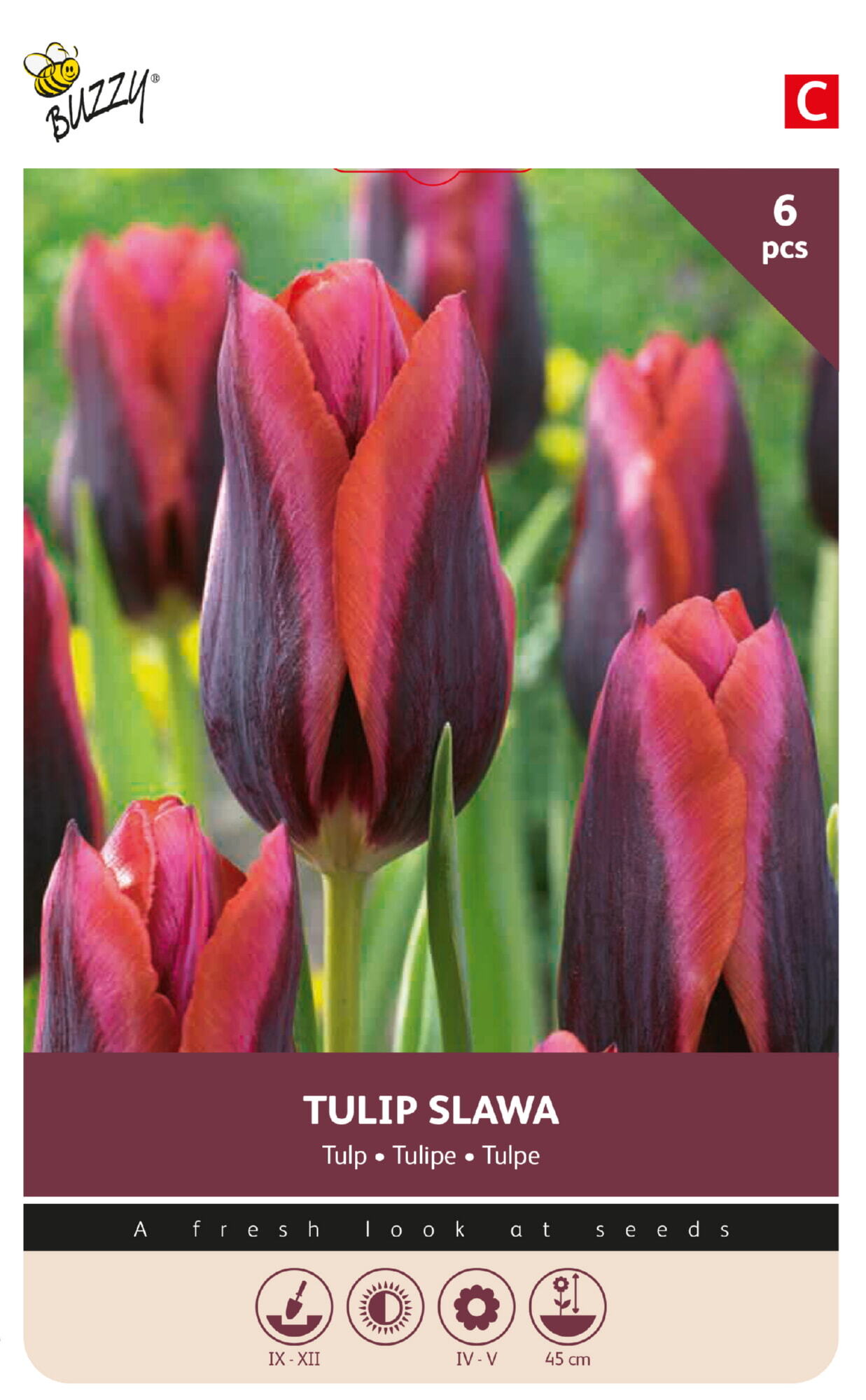 Buzzy® Bulbs Tulip Slawa 11/12  6pcs.