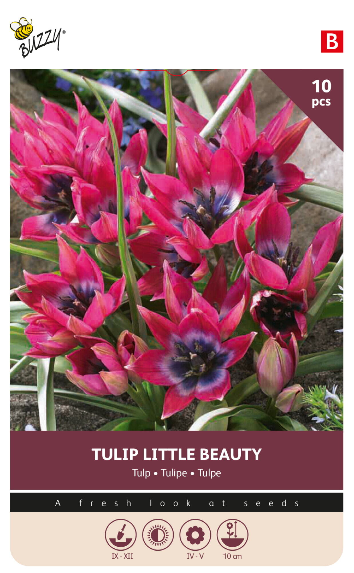 Buzzy® Bulbs Tulip Pulchella Little Beauty 6/7 10pcs.