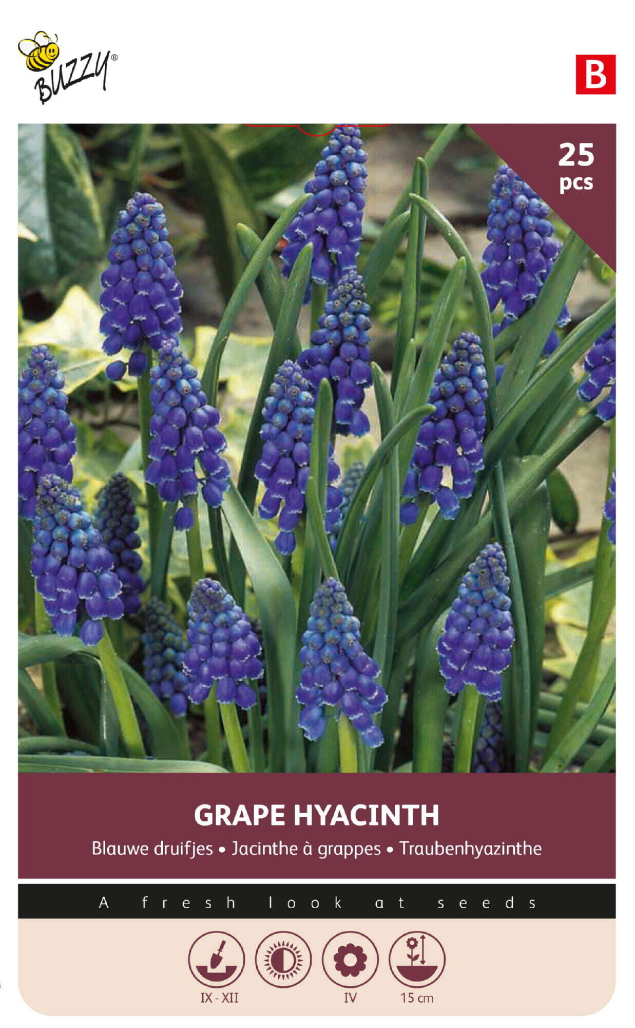Buzzy® Bulbs Muscari Armeniacum 8/9 25st.
